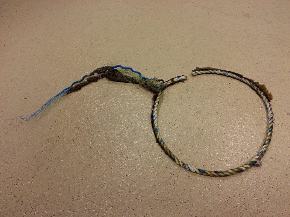 Fishing Gear Removal Study Reveals Persistent Threats to Atlantic Leatherbacks